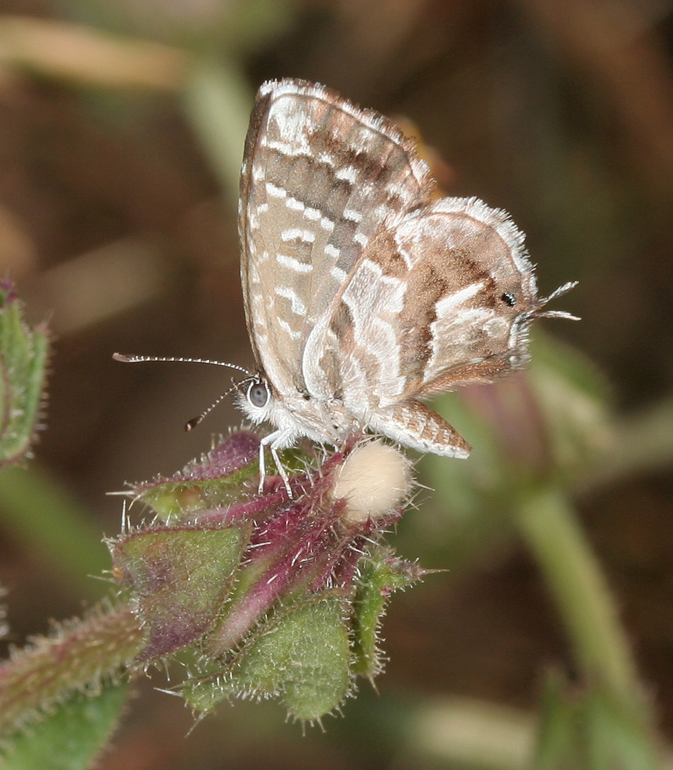 Cacyreus marshalli - Licenide